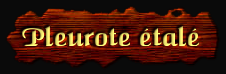 [Pleurote Étalé]