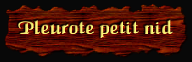 [Pleurote petit nid]
