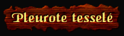 [Pleurote tesselé]
