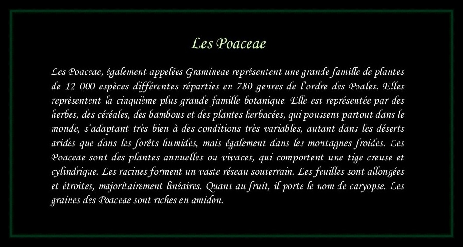[Logo Poaceae]