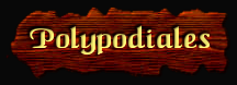[Polypodiales]