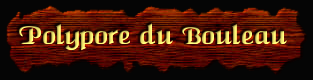 [Polypore du Bouleau]