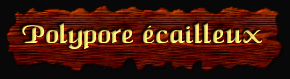 [Polypore ecailleux]