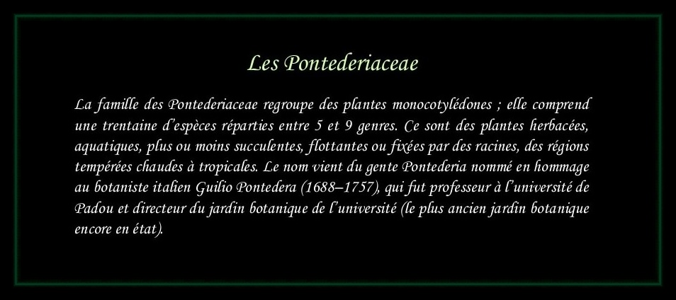 [Logo Pontederiaceae]