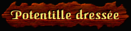 [Potentille dressee]