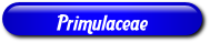 [Primulaceae]