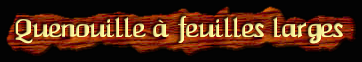 [Quenouille a feuilles larges]