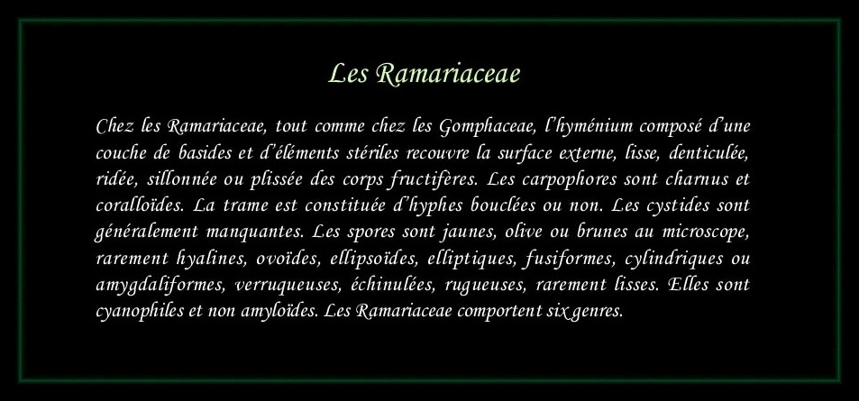 [Logo Ramariaceae]