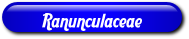 [Ranunculaceae]