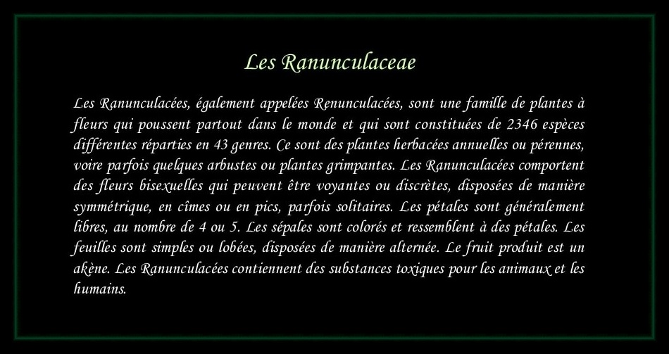 [Logo Ranunculaceae]