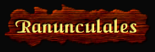 [Ranunculales]