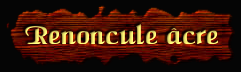 [Renoncule acre]