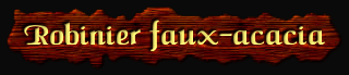 [Robinier faux-acacia]