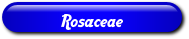 [Rosaceae]