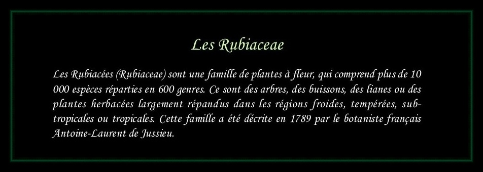 [Logo Rubiaceae]
