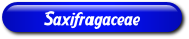 [Saxifragaceae]