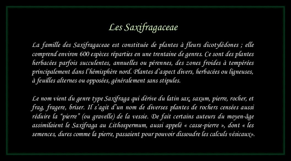 [Logo Saxifragaceae]