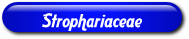 [Strophariaceae]