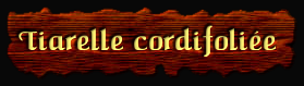 [Tiarelle cordifoliée]