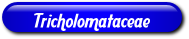 [Tricholomataceae]