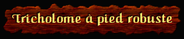 [Tricholome à pied robuste]