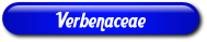 [Verbenaceae]