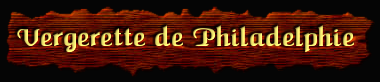 [Vergerette de Philadelphi]
