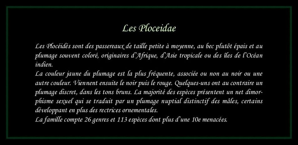 [Ploceidae]