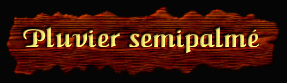 [Pluvier Semipalme]