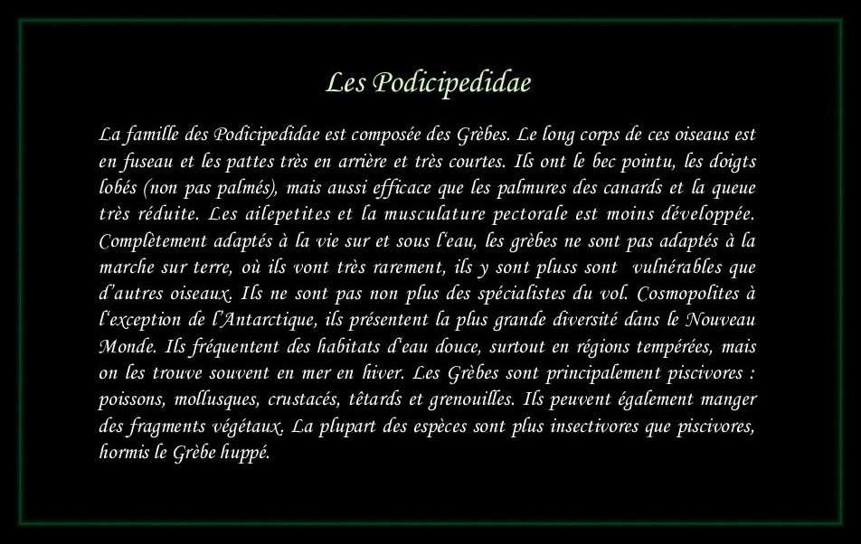 [Logo Podicipedidae]