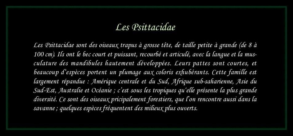 [Logo Psittacidae]