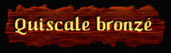 [Quiscale bronzé]