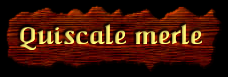 [Quiscale Merle]