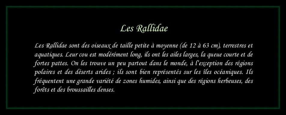 [Logo Rallidae]