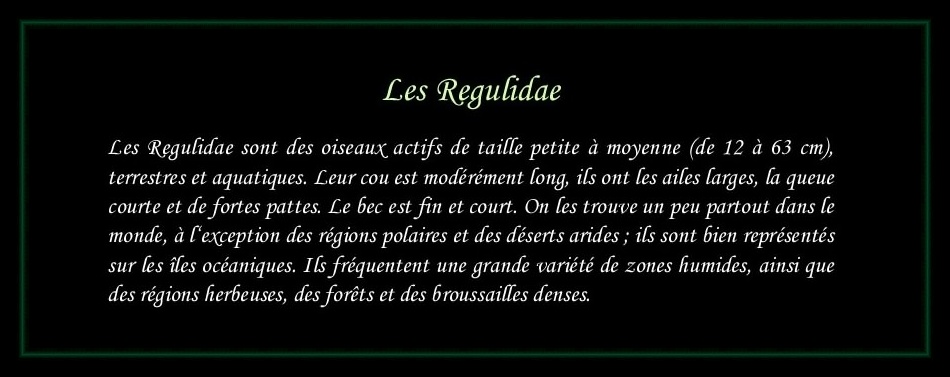 [Logo Regulidae]