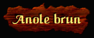 [Anole brun]