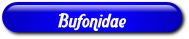 [Bufonidae]