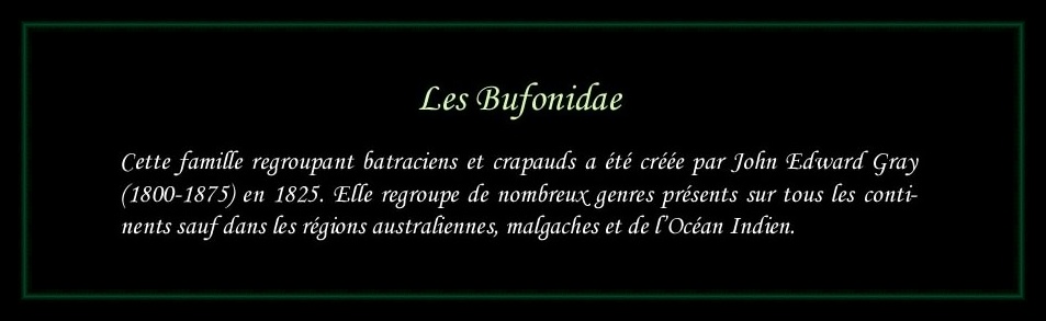 [Bufonidae]