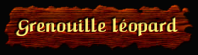 [Grenouille Leopard]