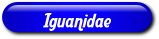 [Iguanidae]