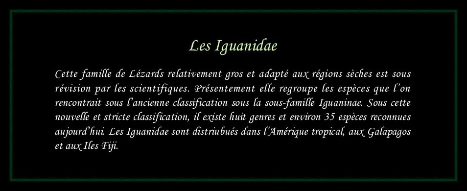[Iguanidae]