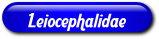 [Leiocephalidae]