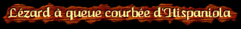 [Lezard a queue courbee d'Hispaniola]