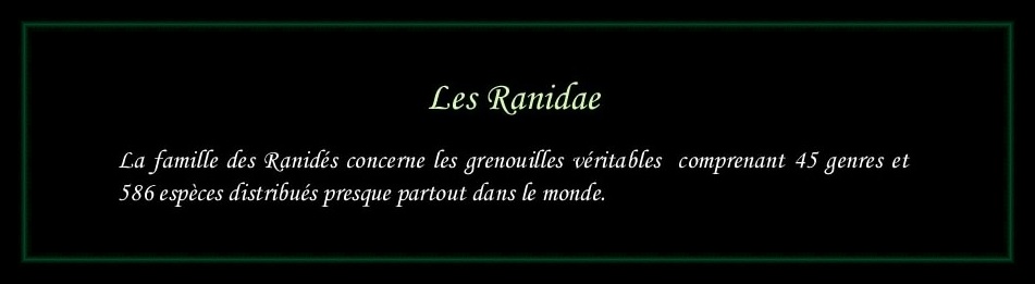 [Ranidae]