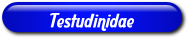 [Testudinidae]
