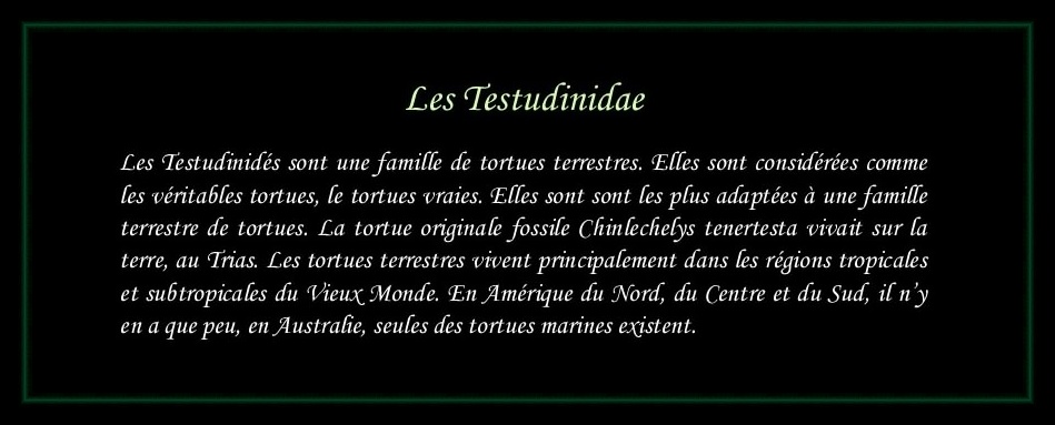[Testudinidae]