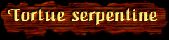 [Tortue serpentine]