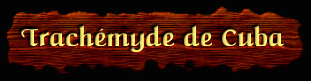 [Trachémyde de Cuba]