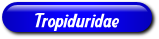 [Tropiduridae]