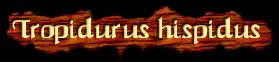 [Tropidurus hispidus]